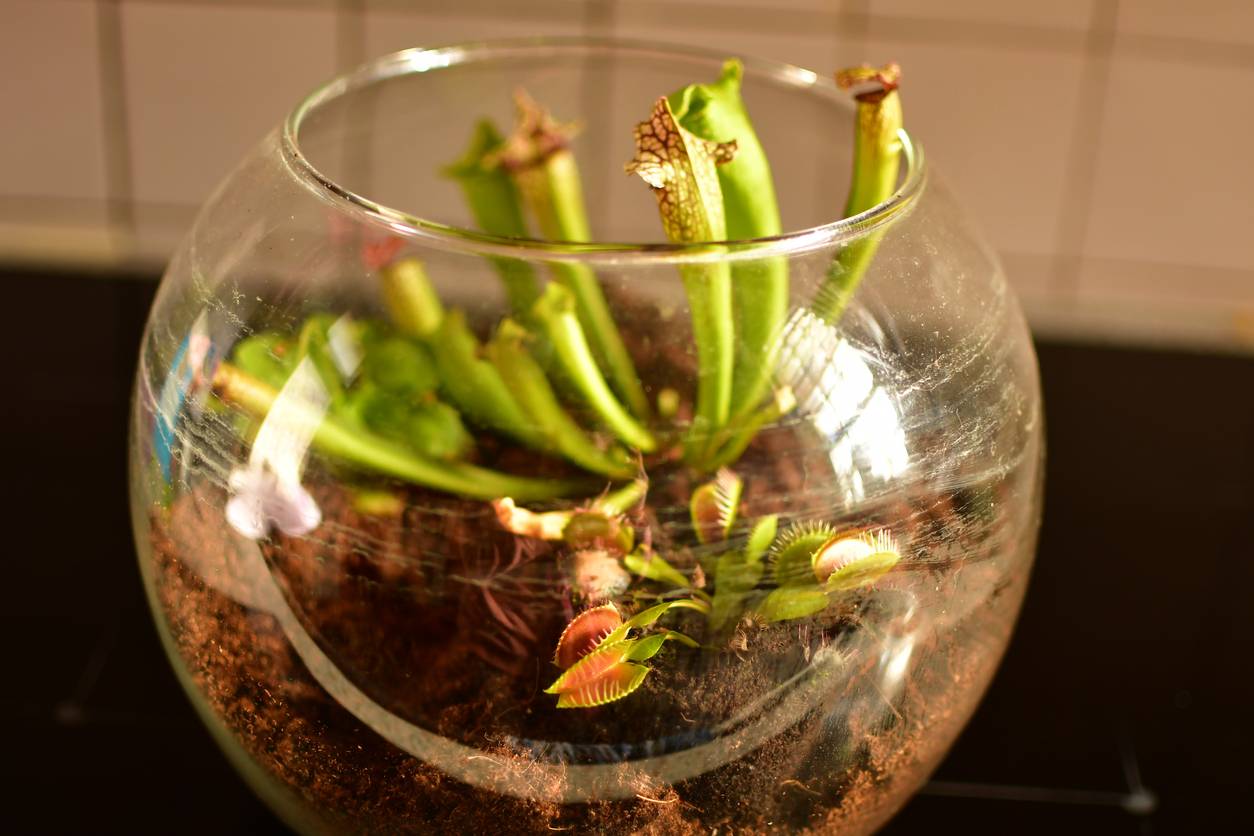 fabriquer terrarium avec enfants